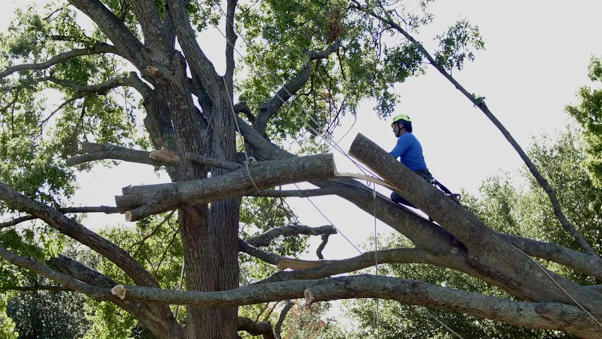 Professional Crown Thinning performed by certified arborists in Toluca